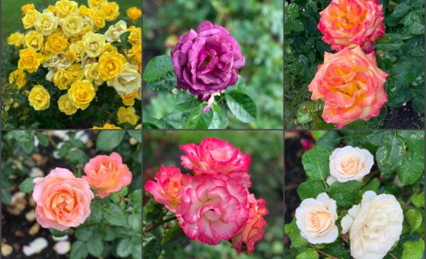 Yellow, purple, pink, and white roses in full bloom at the International Rose Test Garden in Portland, Oregon. 