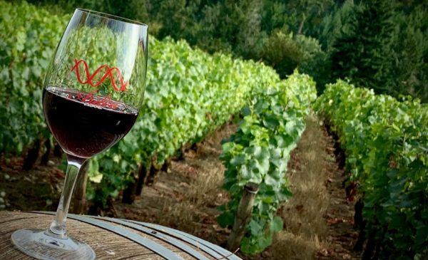 Half filled glass of red wine sitting on top of a wine barrel with green grape vines in the background