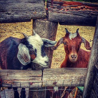 hood river goats-1136405__340