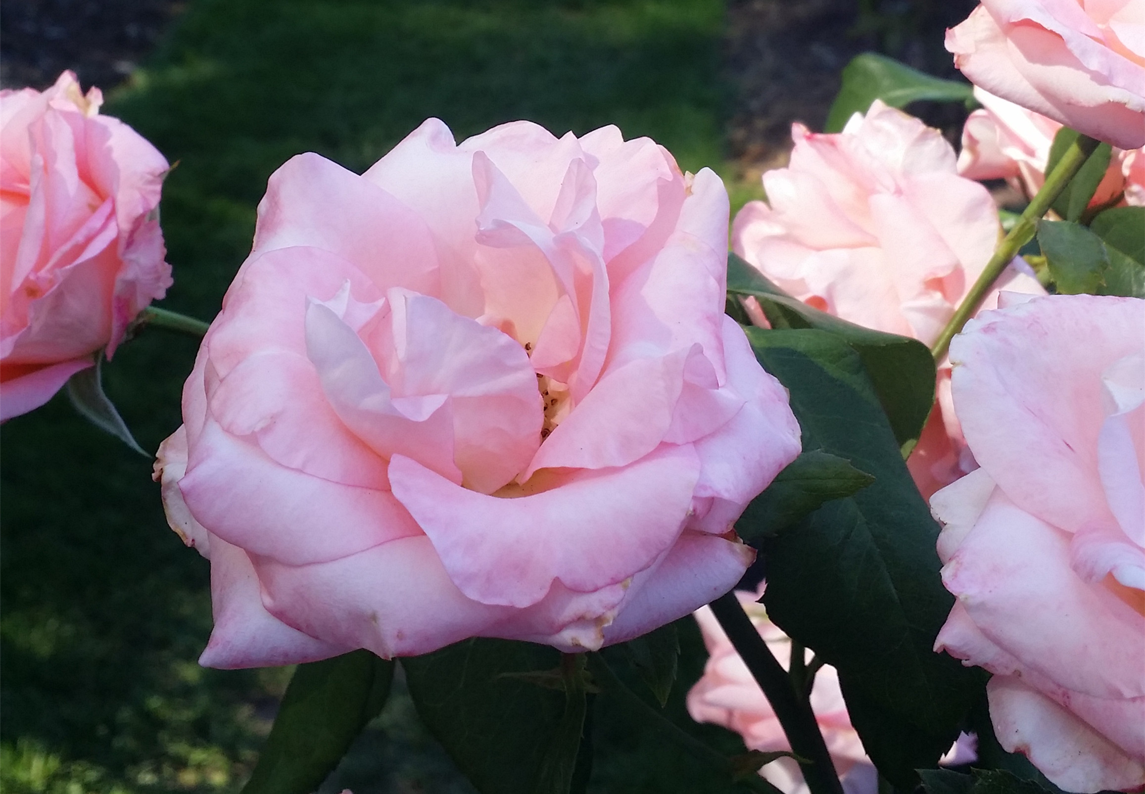 Rose garden roses