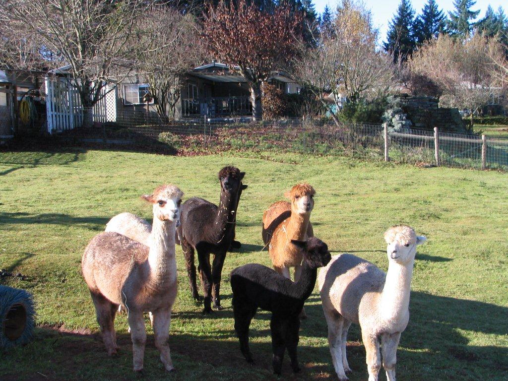 Alpaca farm - America's Hub World Tours