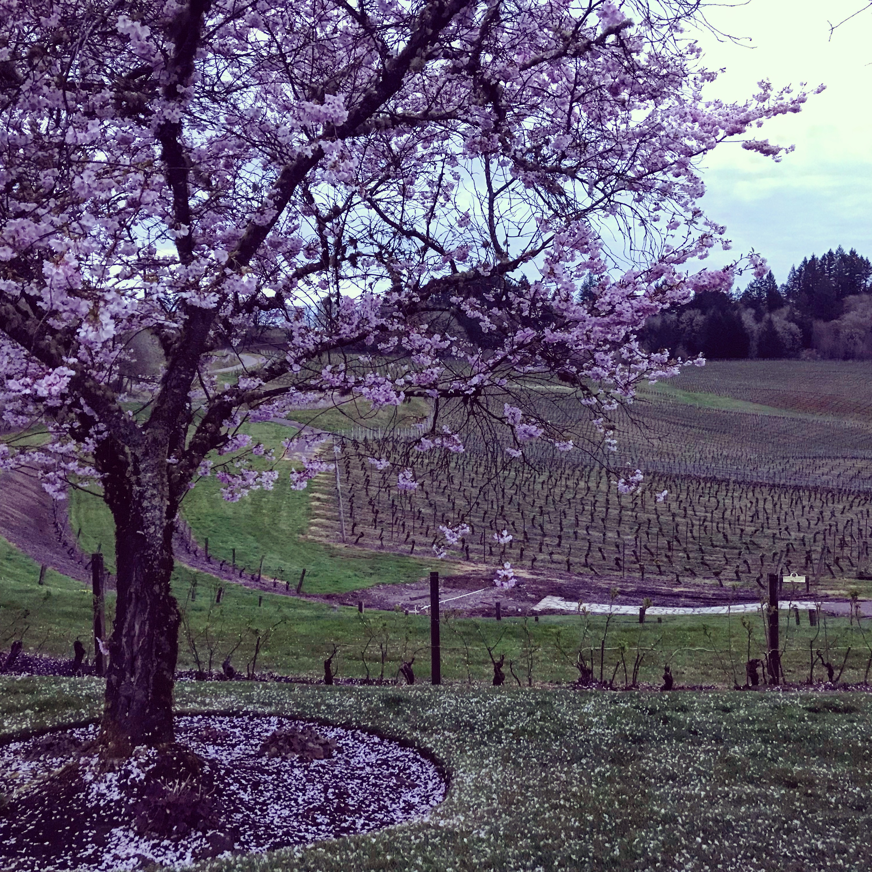 Vineyard flowers - America's Hub World Tours